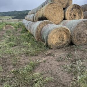 IMG_5802 - Montana Auctions by Kevin Hill