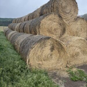 IMG_5804 - Montana Auctions by Kevin Hill