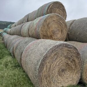 IMG_5806 - Montana Auctions by Kevin Hill